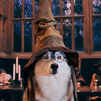 wizardboi