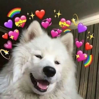 noobdoggy