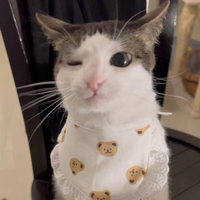 Dingus Senpai