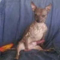 Pendejete_30000