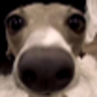 DumbHorse