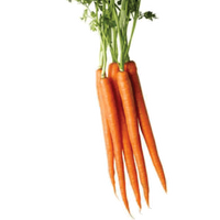 CarotteTeEZ