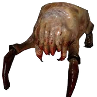 Oebius