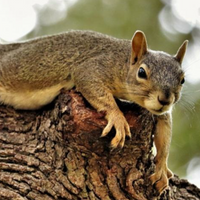 SchizoSquirrel