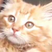 Fearlix