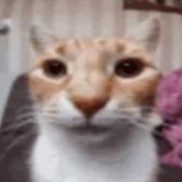 sasdro