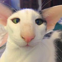 Mangoit