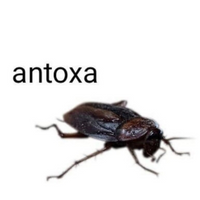 Reka