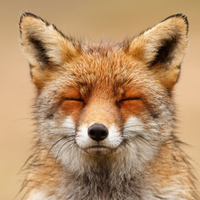 KawayFoXx
