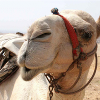 camels