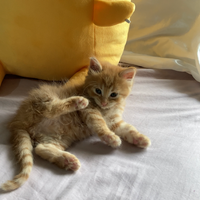 LAZALOO