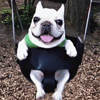 That Dog