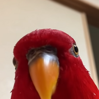 Yomako