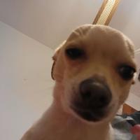 foxyrobles4