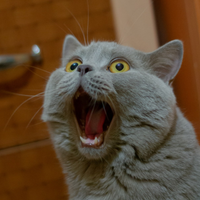 coolcat63