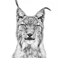 just_lince