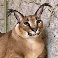 nekosmileuwu