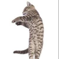 TitoCyan