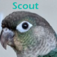 Scoutwastaken