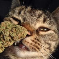 MDMA_