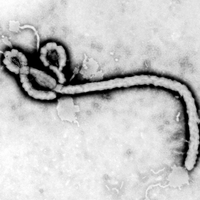 Virus_Ebola