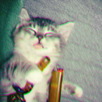 Catwithapipe