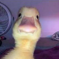 Kus_CMD