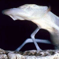 Glizard_XD