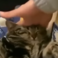 kattplayerr