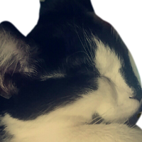 shevcet12