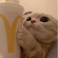 staaan