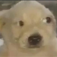 AstorDash