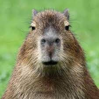 capibara777