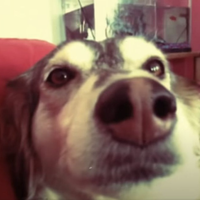 Bubbalu