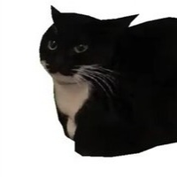 maxwell the cat