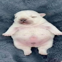 Bhrpko