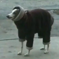 mauus