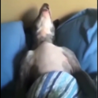 NICO_JRL