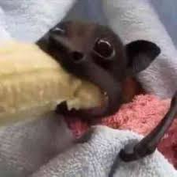 ViniRocha