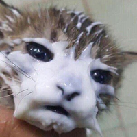 Kdrat