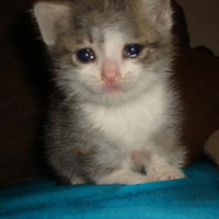 HappyCryingCat