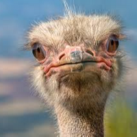 Black Ostrich