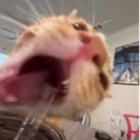 StriderDaHomie