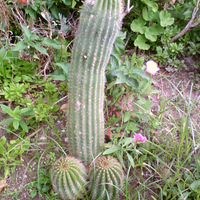 COCKtus