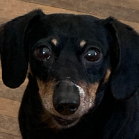JerkingTheDog