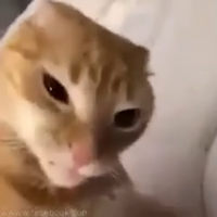 kuba_schr