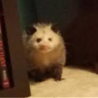 RebbySGN