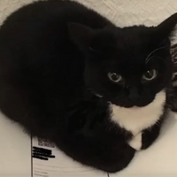 maxwellthecat