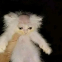 The_inferior1