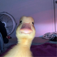 NezzBrte